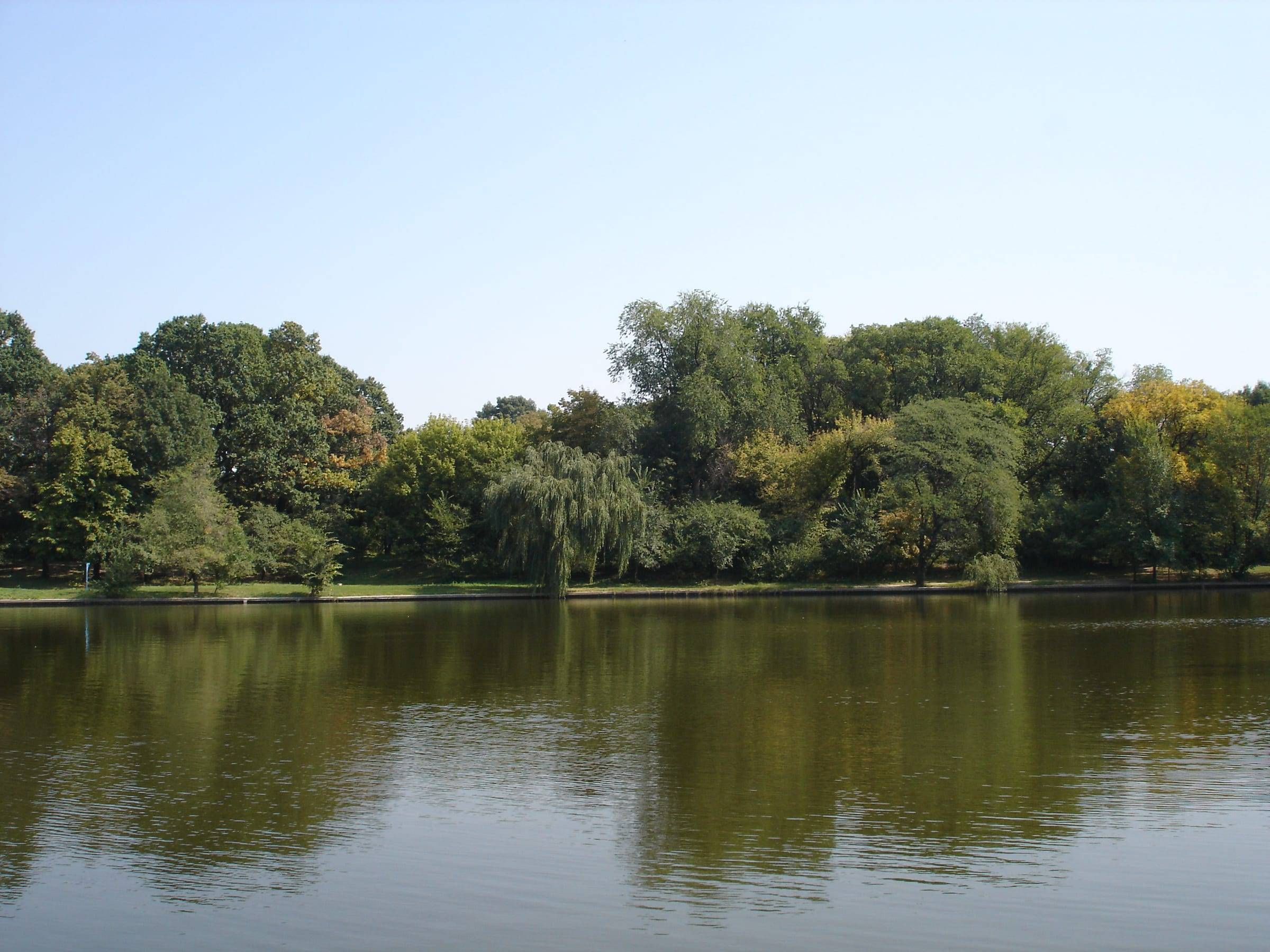 Lac înconjurat de pădure